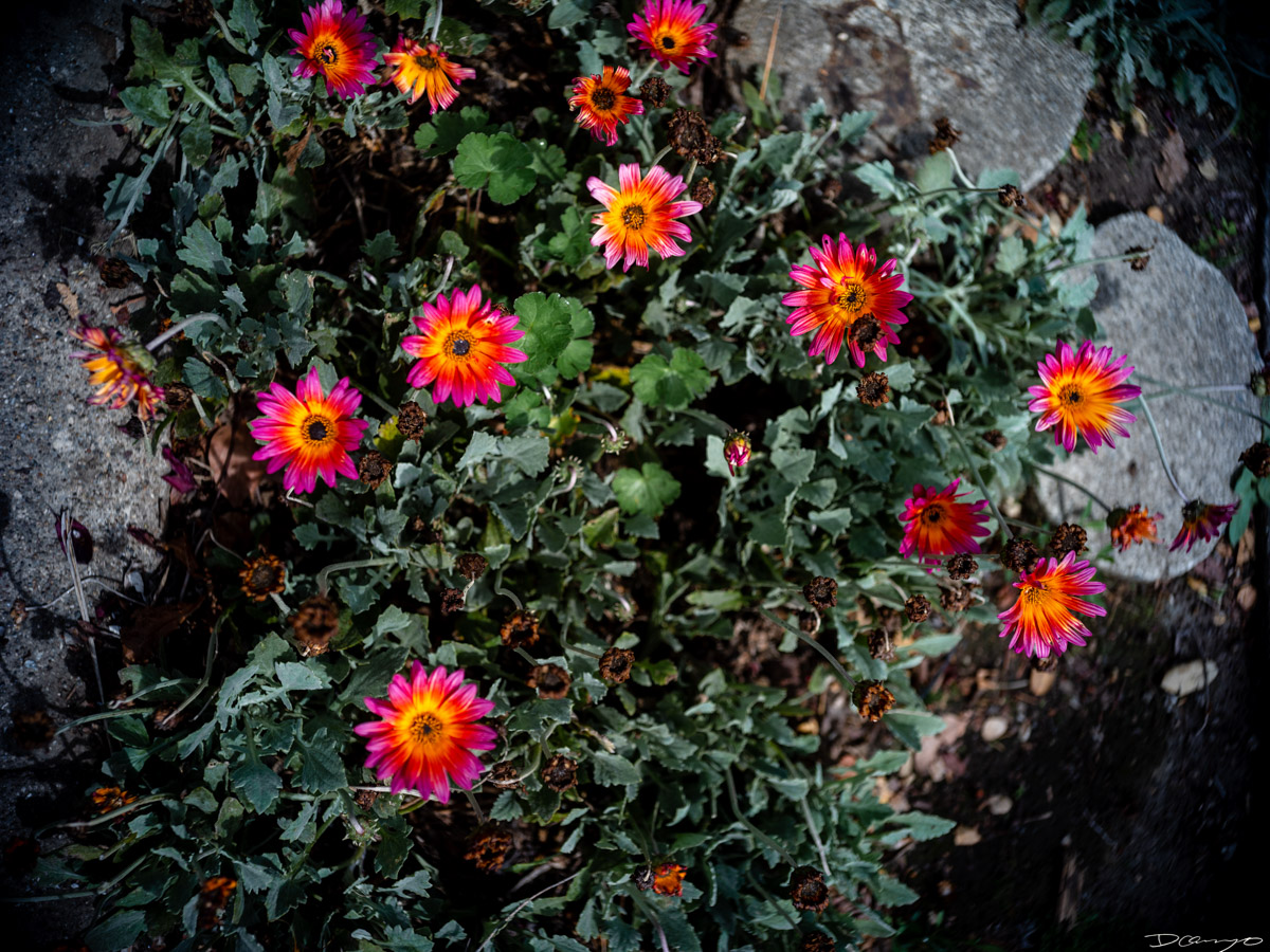 Pretty things that I wanted to take pictures of around Berkeley in 2023.